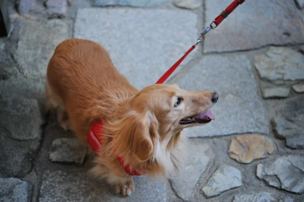 Dachshund Steekt Zijn Tong Uit — Stockfoto