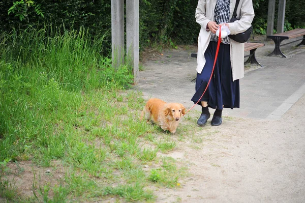 Dachshund Taking Walk Park — Stockfoto