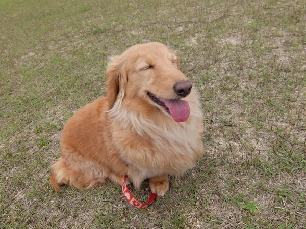 Dachshund Μια Καλή Διάθεση Όταν Έρχεστε Στο Πάρκο — Φωτογραφία Αρχείου