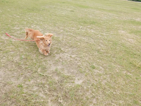 Dachshund Bom Humor Quando Você Vem Parque — Fotografia de Stock