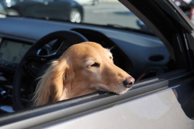 Dachshund looking out from the car window