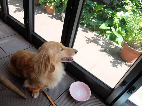 Dachshund Looking Out Window — 图库照片