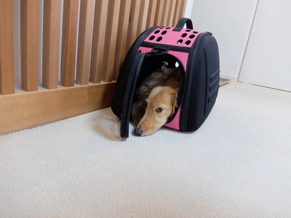 Dachshund in the carry bag