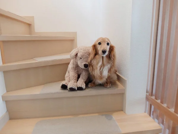 Dachshund Plush Toys Stairs — Stockfoto