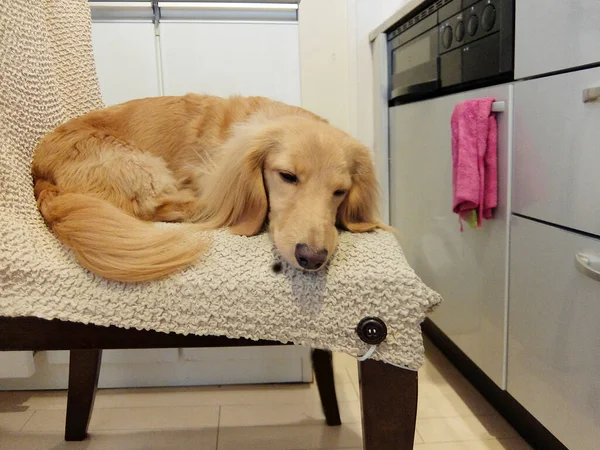 Dachshund Sleeping Chair — ストック写真