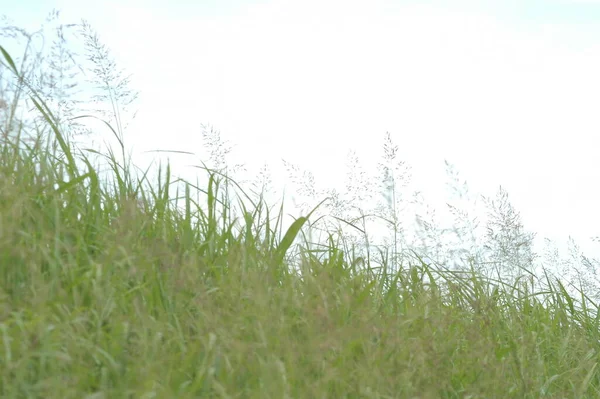 Weeds Blue Sky — Stock fotografie