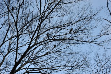 Karga ve ağaç silueti