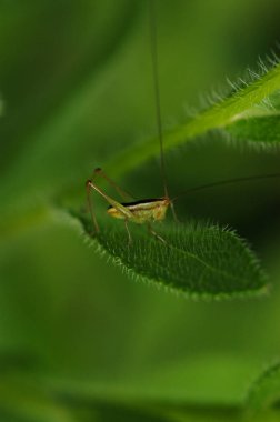  Çekirge yaprağı üzerinde dinlenme                               