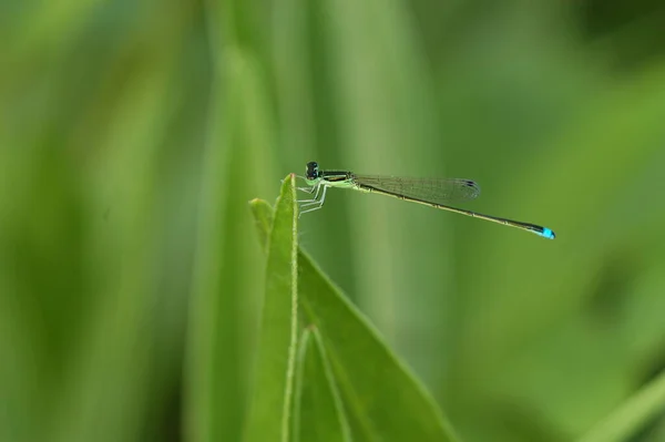 Dragonfly Resting Leaf — Stock Photo, Image