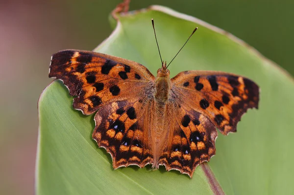 Butterfly Black Spots Orange — Stock Photo, Image