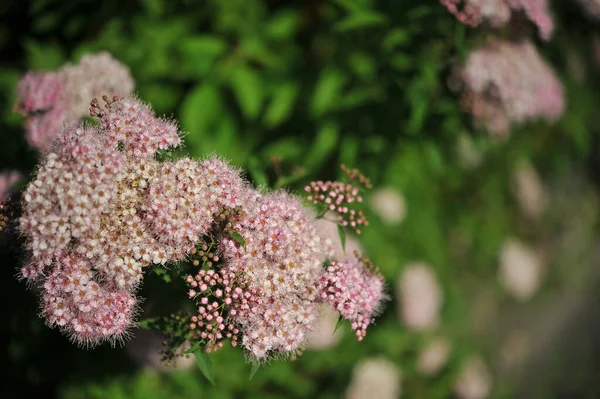 Roze Japanse Struik Cranberry Bloemen — Stockfoto