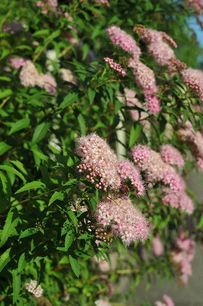 Pink Japanese Bush Cranberry Flowers — Foto de Stock