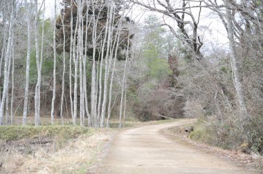 Bulutlu bir günde orman yolu