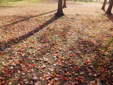 Sonbaharın sonlarında düşen yapraklar