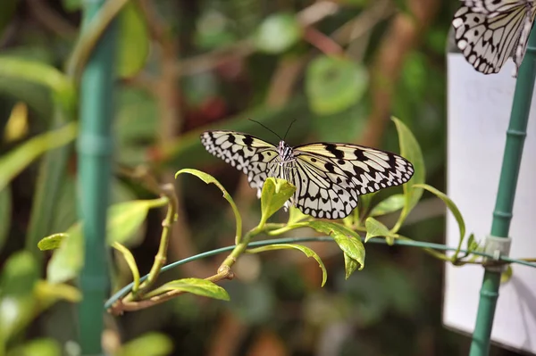 Nymphe Des Arbres Papillon Reposant Ses Ailes — Photo