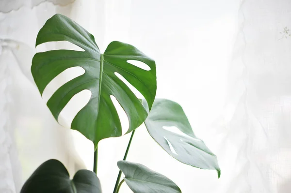 Monstera against a background of lace curtains