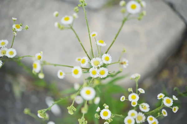 Eastern Daisy Blooming Footpath — Foto de Stock