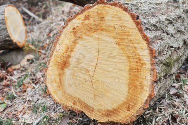 Ormanda bırakılan kütükler