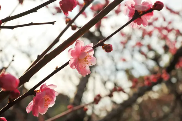 Plum Blommar Tidigt Våren — Stockfoto