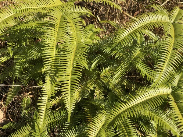 Ostrich Fern Growing Vigorously — Foto Stock