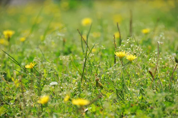 咲くタンポポの草原 — ストック写真
