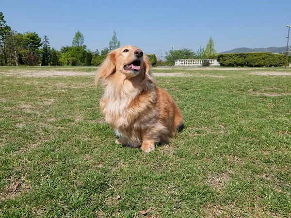 Dachshund Dog Good Mood Coming Walk — ストック写真