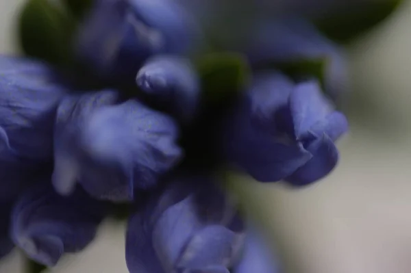 Overhead View Purple Buds Japanese Gentian — 图库照片