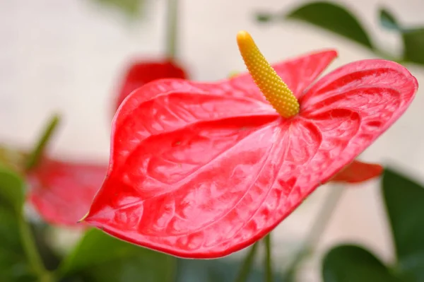 Langdurig Anthurium Rood — Stockfoto