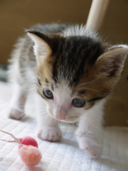 Vauva Japanilainen Kissa Valkoiset Kädet — kuvapankkivalokuva
