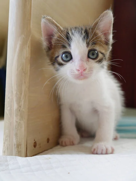 Baby Japanese cat with white hands