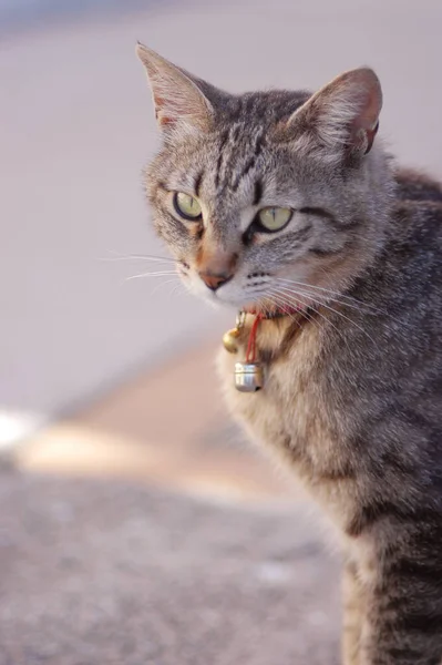 Japanese cats, known as \