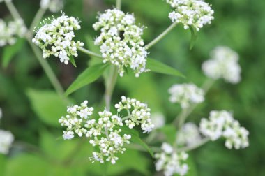 Small white flowers blooming in summer