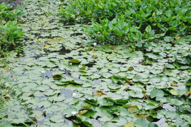 Park pond covered with water lilies