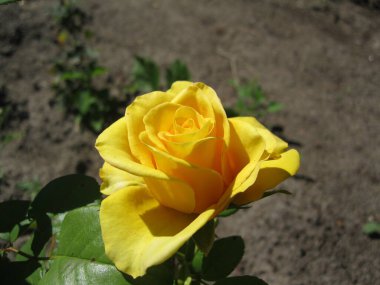 Sarı tomurcuk yaklaş