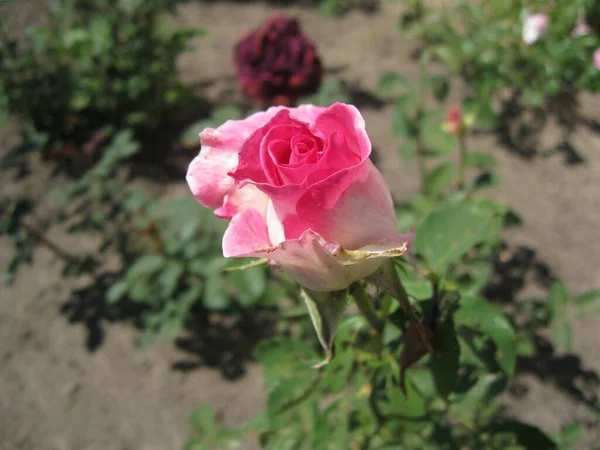Άσπρο Ροζ Τριαντάφυλλο Κοντά Γωνία — Φωτογραφία Αρχείου