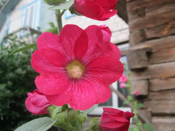 Intens Rosa Mallow Tett Vinkel – stockfoto