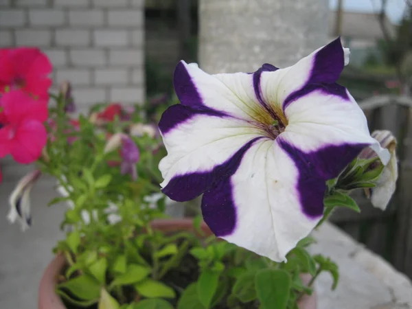 Fehér Lila Petúnia Virág Virágágyban — Stock Fotó