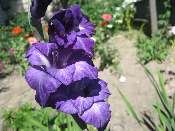 Violet Intense Avec Une Teinte Blanchâtre Gladiole Dans Jardin Angle — Photo