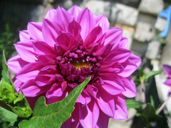 Brillante Flor Dalia Lila Jardín Primer Plano —  Fotos de Stock