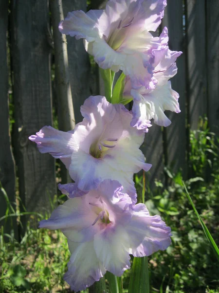 Sápadt Orgona Gladiolus Virág Kerítés Közelében Közelkép — Stock Fotó