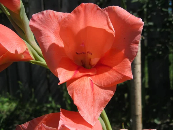 Korall Gladiolus Blomma Växer Nära Staketet Närbild — Stockfoto