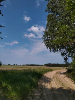 Tarlaya giden kum yolu. Huş ağaçları yakınlarda yetişir. Tüm bunlar parlak mavi gökyüzüne karşı.
