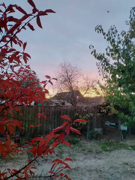 Ein Frostiger Sonnenuntergang Hinter Den Häusern Und Gerötete Herbstblätter Vordergrund — Stockfoto