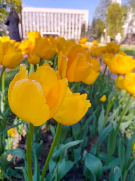 Cama Flores Com Tulipas Amarelas Brilhantes — Fotografia de Stock