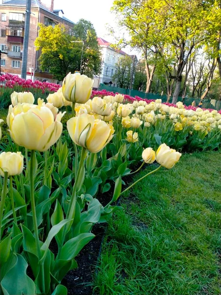 Cama Flores Com Tulipas Amarelas Suaves Fechar — Fotografia de Stock