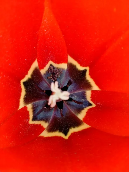 Tulipano Rosso Brillante Con Centro Nero Giallo Angolo Dettagliato — Foto Stock