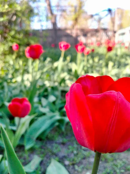 Tulipa Vermelha Brilhante Fundo Outras Tulipas Jardim Fechar — Fotografia de Stock