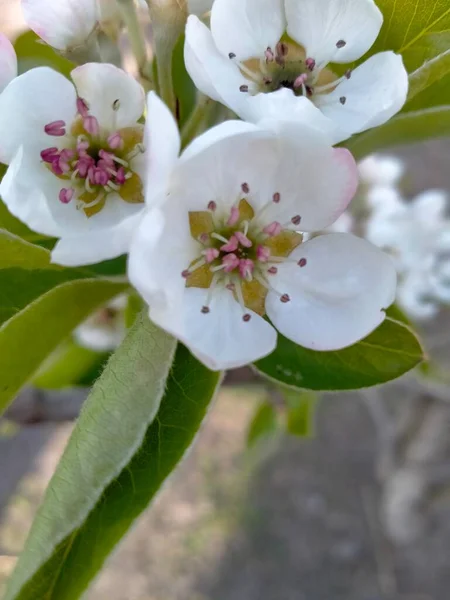 White Fragile Spring Cherry Blossoms Garden Its Green Leaves — Stock Photo, Image