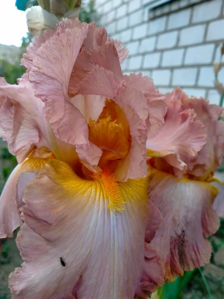 A powdery iris flower with a yellow tint closer to the middle. Clubs in the background. Close-up