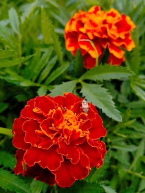 Bahçedeki kırmızı çiçekler